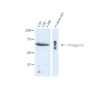 Flag-tagged progerin were boiled in Laemmli buffer and the proteins were separated by 8% SDS-PAGE and blotted onto nitrocellulose. The membrane was blocked in 3% NFDM in PBS-T for 1h at RT and incubated at 4°C o/n with anti Progerin, clone 13A4D4 antibody at the indicated dilutions in 0.5% NFDM/PBS-T. After incubation with anti-mouse Fc-HRP coupled secondary antibody for 1h at RT, ECL was performed with the Western Lightning reagents. A 30sec exposure is shown.