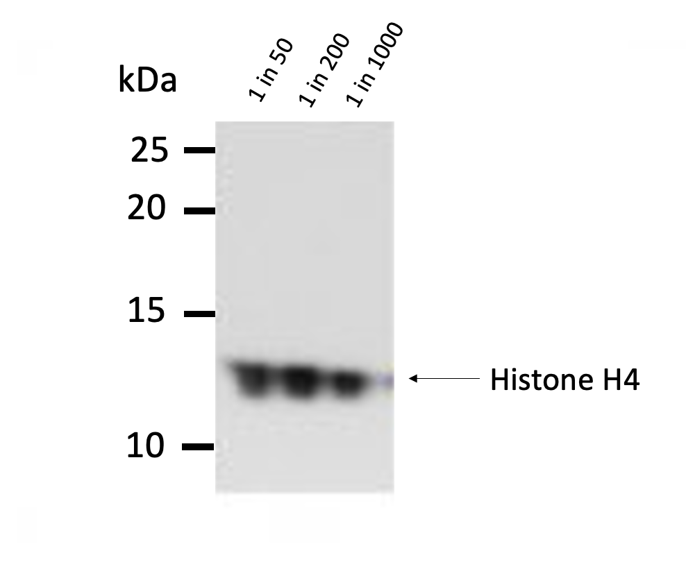 HeLa histones were separated by 15% SDS-PAGE and blotted onto a nitrocellulose membrane. The membrane was blocked in 3% NFDM in PBS-T for 1h at RT and incubated at 4°C o/n with anti-histone H4-me1K20, clone 5E10-D8 antibody at the indicated dilutions in 0.5% NFDM/PBS-T. After incubation with mouse Fc-HRP coupled with secondary antibody for 1h at RT, ECL was performed with the Western Lightning reagents. Shown is a 3-minute exposure. 