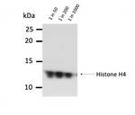 HeLa histones were separated by 15% SDS-PAGE and blotted onto a nitrocellulose membrane. The membrane was blocked in 3% NFDM in PBS-T for 1h at RT and incubated at 4°C o/n with anti-histone H4-me1K20, clone 5E10-D8 antibody at the indicated dilutions in 0.5% NFDM/PBS-T. After incubation with mouse Fc-HRP coupled with secondary antibody for 1h at RT, ECL was performed with the Western Lightning reagents. Shown is a 3-minute exposure. 