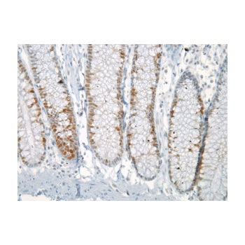 Immunohistochemistry staining of the Mad2L1 antigen in normal human colon using IQ239 antibody.  Tissues were formalin-fixed and paraffin-embedded. Antibody was used at 1/200 dilution for 1hour at room temperature  following antigen retrieval with Tris-EDTA pH9.