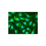 IF using Nestin Antibody (IQ300) on U251 cells (glioblastoma cell line)  Nestin (green) and bisbenzimide (blue)