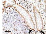 IHC using Lamin A/C antibody (IQ332) clone JOL2  on Human colon