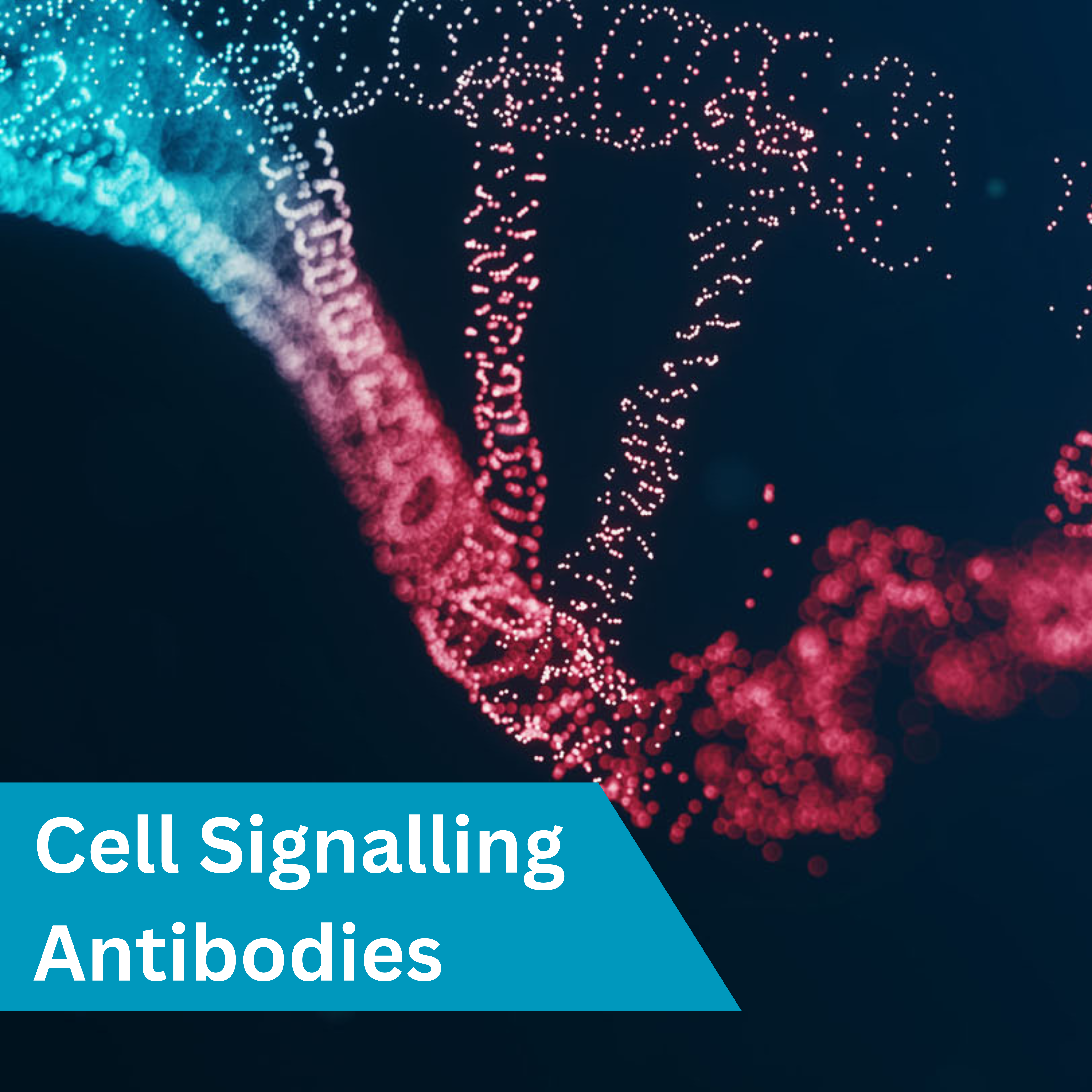 Cell Signalling Antibodies