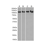 Western Blot of clone 1032 anti-Major vault protein (0.1µg/ml) with lysate of A549 cells (35µg protein). Predicted band size 99kD, observed single band at 110kD. Primary incubation was 1 hour. Detected by chemiluminescence