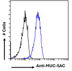 Blue line: Anti-MUC-5AC clone 2-12M1  Flow cytometry analysis of paraformaldehyde fixed A549 cells, permeabilized with 0.5% Triton. Primary incubation 1hr (1:100 dilution) followed by Alexa Fluor 488 ® conjugated goat anti-rabbit IgG (1:1000 dilution). 
Black line: Isotype control 