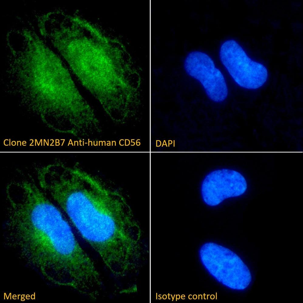 Immunofluorescence analysis of clone 2MN2B7 Anti-human CD56 staining paraformaldehyde fixed N2A cells. Primary incubation 1hr (1:100 dilution) followed by Alexa Fluor® 488 secondary antibody (1:1000 dilution), showing nuclear and cytoplasmic staining. The nuclear stain is DAPI (blue).