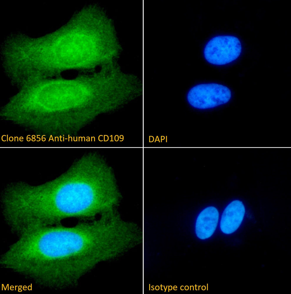Immunofluorescence analysis of clone 6856 anti-human CD109 staining paraformaldehyde fixed U2OS cells. Primary incubation 1hr (1:100 dilution) followed by Alexa Fluor® 488 secondary antibody (1:1000 dilution), showing nuclear and cytoplasmic staining. The nuclear stain is DAPI (blue).