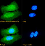 Immunofluorescence analysis of clone 6856 anti-human CD109 staining paraformaldehyde fixed U2OS cells. Primary incubation 1hr (1:100 dilution) followed by Alexa Fluor® 488 secondary antibody (1:1000 dilution), showing nuclear and cytoplasmic staining. The nuclear stain is DAPI (blue).
