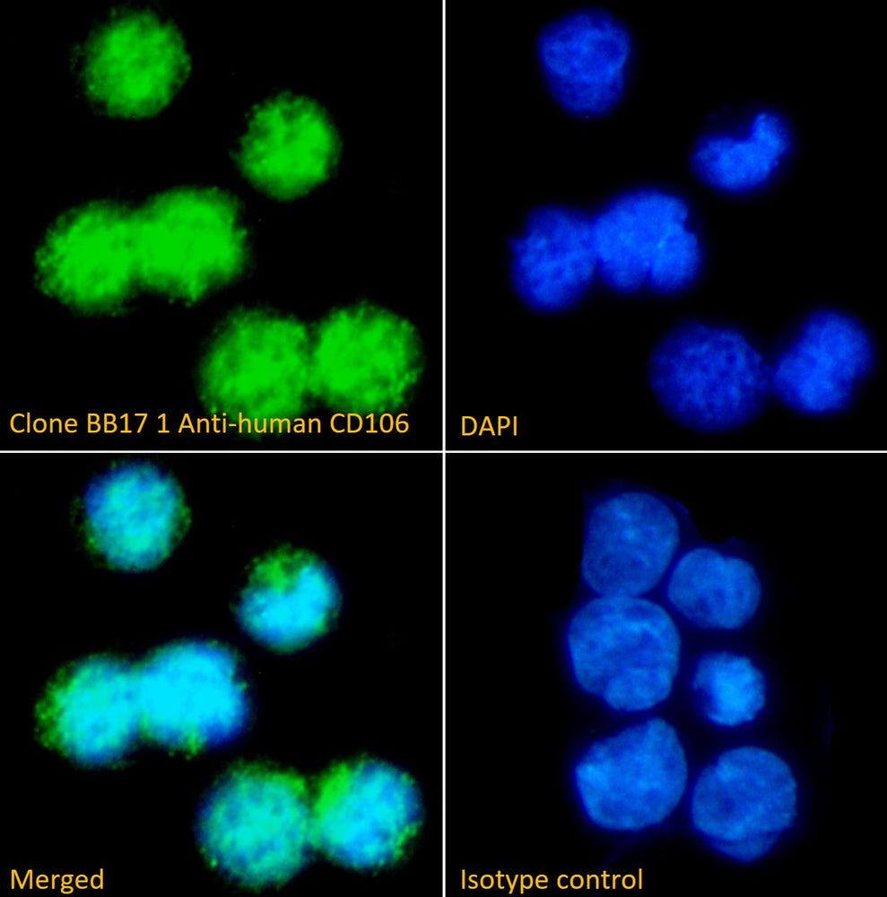 Immunofluorescence analysis of clone BB17 1 Anti-human CD106 staining paraformaldehyde fixed K56 cells immobilized on Shi-fix™ plus cover-slips. Primary incubation 1hr (1:100 dilution) followed by Alexa Fluor® 488 secondary antibody (1:1000 dilution), showing nuclear and cytoplasmic staining. The nuclear stain is DAPI (blue).