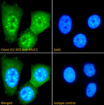 Immunofluorescence analysis of clone VU-3D1 Anti-MUC1 staining paraformaldehyde fixed MCF-7 cells. Primary incubation 1hr (1:100 dilution) followed by Alexa Fluor® 488
secondary antibody (1:1000 dilution), showing nuclear and cytoplasmic staining. The nuclear stain is DAPI (blue).
