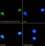 Immunofluorescence analysis of clone WM35 Anti-human
CD1a staining paraformaldehyde fixed MOLT-4 cells
immobilized on Shi-fix™ plus cover-slips. Primary incubation
1hr (1:100 dilution) followed by Alexa Fluor® 488 secondary
antibody (1:1000 dilution), showing nuclear staining. The
nuclear stain is DAPI (blue).