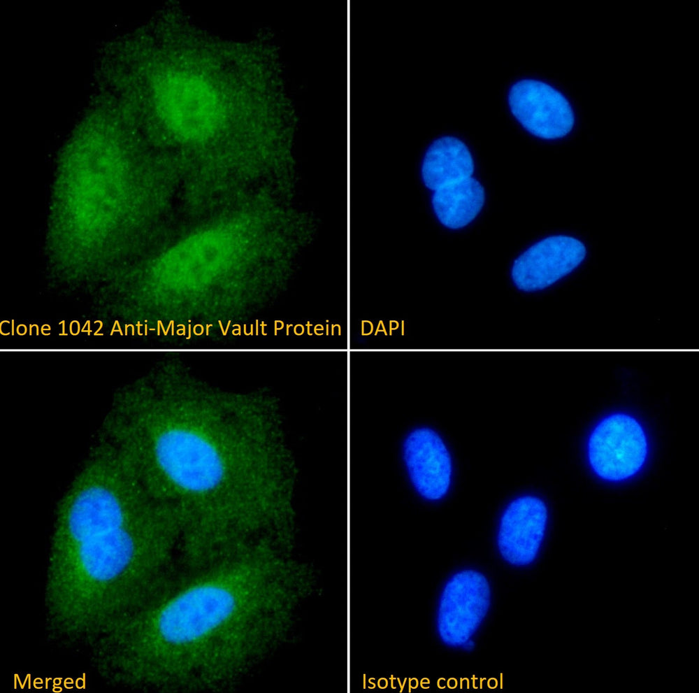 Immunofluorescence analysis of Clone 1032, Anti-Major Vault Protein antibody, staining paraformaldehyde fixed A549 cells. Primary antibody incubation 1hr (1:100 dilution) followed by Alexa Fluor® 488 secondary antibody (1:1000 dilution), showing mainly nuclear and some cytoplasmic staining. The nuclear stain is DAPI (blue).
