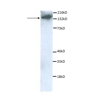 Western blot using Gemin2 Antibody (IQ203)