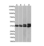 (0.01µg/ml) staining in HeLa(A), HEK293(B),  (0.0001µg/ml) staining in HepG2(C) and K562(D) cells lysate (35µg protein in RIPA buffer). Primary incubation was 1 hour. Detected by chemiluminescence.