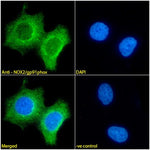 Immunofluorescence analysis of paraformaldehyde fixed MCF7 cells. Primary incubation 1hr (1:100 dilution) followed by Alexa Fluor® 488 secondary antibody (1:1000 dilution), showing cytoplasmic staining. The nuclear stain is DAPI (blue). Negative control: Mouse IgG1 negative control followed by Alexa Fluor® 488 secondary antibody.