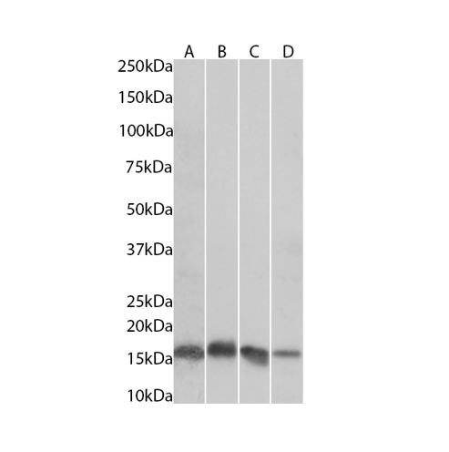 (0.1µg/ml) staining in HeLa(A), (0.01µg/ml) staining in HeLa-nuclear(B), (0.1µg/ml) staining in NIH3T3(C) and (0.03µg/ml) staining in NIH3T3-nuclear(D) cells lysate (35µg protein in RIPA buffer). Primary incubation was 1 hour. Detected by chemiluminescence.