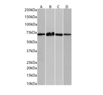 (1µg/ml) staining in HeLa(A), (0.1µg/ml) staining in MCF7(B), A431(C) and (0.03µg/ml) staining in Jurkat(D) cells lysate (35µg protein in RIPA buffer). Primary incubation was 1 hour. Detected by chemiluminescence.