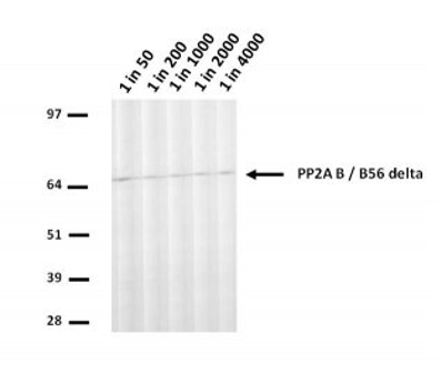 U20S lysate run on 4-12% Bis-Tris 2D gel in 1x MOPS running buffer. Transfer to 0.45μm nitrocellulose. Membrane probed with H5D12 (anti-PP2A B / B56 delta). Anti-mouse IgG (whole molecule)-AP conjugate ( 1 in 2,000). Detection with BCIP/NBT substrate. 