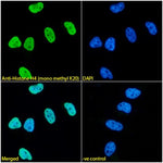 Immunofluorescence analysis of paraformaldehyde fixed HeLa cells,  permeabilized with 0.15% Triton. Primary incubation 1hr (1:100 dilution) followed by Alexa Fluor® 488 secondary antibody (1:1000 dilution), showing nuclear staining. The nuclear stain is DAPI (blue). Negative control: Mouse IgG1 negative control followed by Alexa Fluor® 488 secondary antibody.