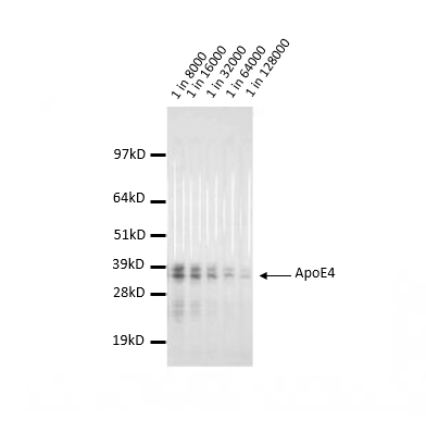 CHO+ApoE4lysate run on 4-12% Bis-Tris 2D gel in 1x MOPS running buffer. Transfer to 0.45μm nitrocellulose. Membrane probed with 4E4 (anti-ApoE4). Anti-mouse IgG (whole molecule)-AP conjugate ( 1 in 2,000). Detection with BCIP/NBT substrate. 