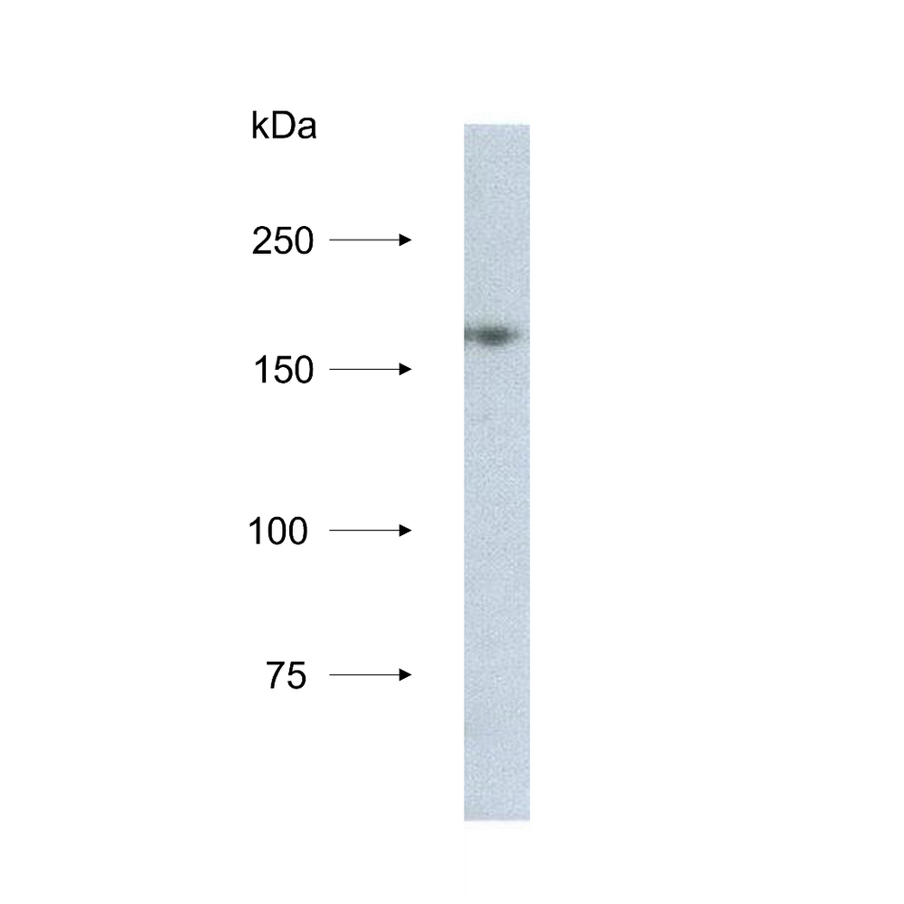 Western blot of HeLa cell lysate with Mouse anti NCAPD3/HCAP-D3 monoclonal antibody, clone 2B5.   Antibody used at 2.5ug/ml, detection with anti-mouse Fc HRP conjugate, with 90 second ECL exposure.  A protein band at approximately 170-180kD is seen, consistent with the expected MW of NCAPD3.