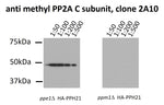 Lysates were prepared from the indicated yeast deletion strains expressing HA-tagged PP2A C subunit (designated PPH21 in yeast) and immunoprecipitated using an anti HA-tag antibody. The ppe1D strain lacks PP2A methylesterase, and thus accumulates (hyper)methylated PPH21. The ppm1D strain lacks PP2A methyltransferase and does not contain any methylated PPH21. Samples were separated by 10% SDS-PAGE, blotted onto nitrocellulose and probed with the 2A10 antibody with ECL visualisation.   