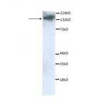 WB using F4/80 Antibody [IQF4/80 Polyclonal] IQ605