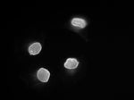 Immunofluorescence staining of MDA MB231 Breast cancer cells with IQ656 mouse anti-Lamin C antibody, following fixation in 4% PFA and treatment with 0.5% Triton X-100