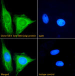Immunofluorescence analysis of Clone 58-K anti-58K Golgi protein staining paraformaldehyde fixed HeLa cells. Primary incubation 1hr (1:100 dilution) followed by Alexa Fluor® 488
secondary antibody (1:1000 dilution), showing cytoplasmic staining. The nuclear stain is DAPI (blue).