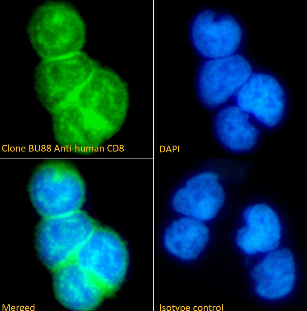 Dapi Cd8 Immunofluorescence analysis of clone BU88 Anti-human CD8 staining ...