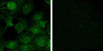 Left hand image:  Immunofluorescence analysis of acetone/methanol (50:50) fixed U2OS (Human osteosarcoma) cells stained with Nesprin-2 Mab. Primary incubation 1hr (1:50 dilution) followed by Alexa Fluor® 488 secondary antibody (1:1000 dilution).  Staining of nuclear envelope is seen, together with some nuclear staining, especially of nucleoli.  Right hand image:  Negative control followed by Alexa Fluor® 488 secondary antibody