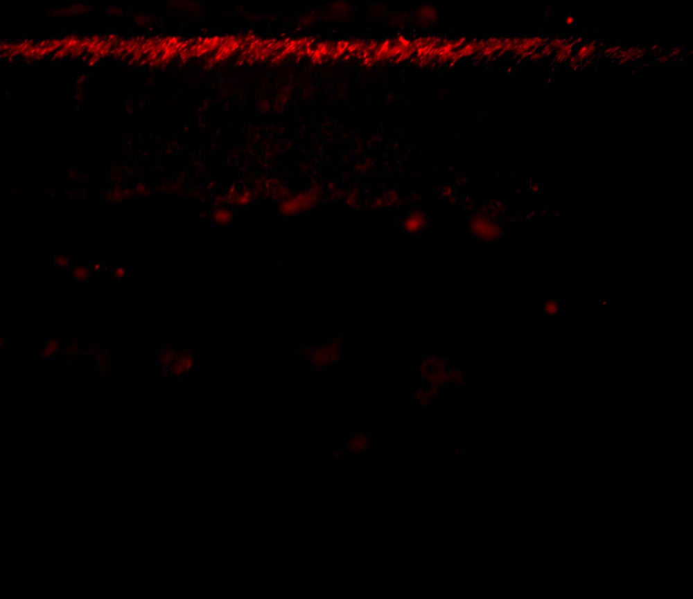 Staining of bovine retina with PDS-1 antibody visualised with anti-mouse IgG:Texas red conjugate.  Staining of the outer rod segment is seen with primary antibody at 1:100 dilution