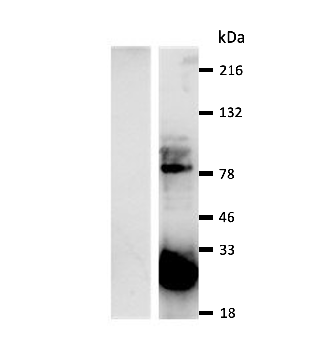GFP Antibody [IQGFP6 Polyclonal] : WB