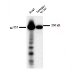 WB using gp210 Antibody (IQ244) Rabbit polyclonal gp210 n-term peptide; RLNE = rat liver nuclear envelopes 