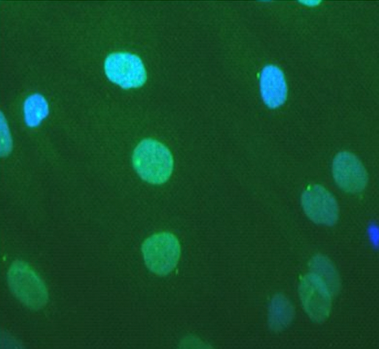Normal human fibroblast cells stained with MANNES1A(7A12) + DAP1