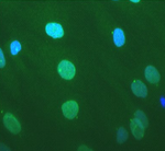 Normal human fibroblast cells stained with MANNES1A(7A12) + DAP1