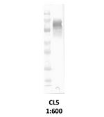 NOX2 Monoclonal Antibody [CL5]: WB