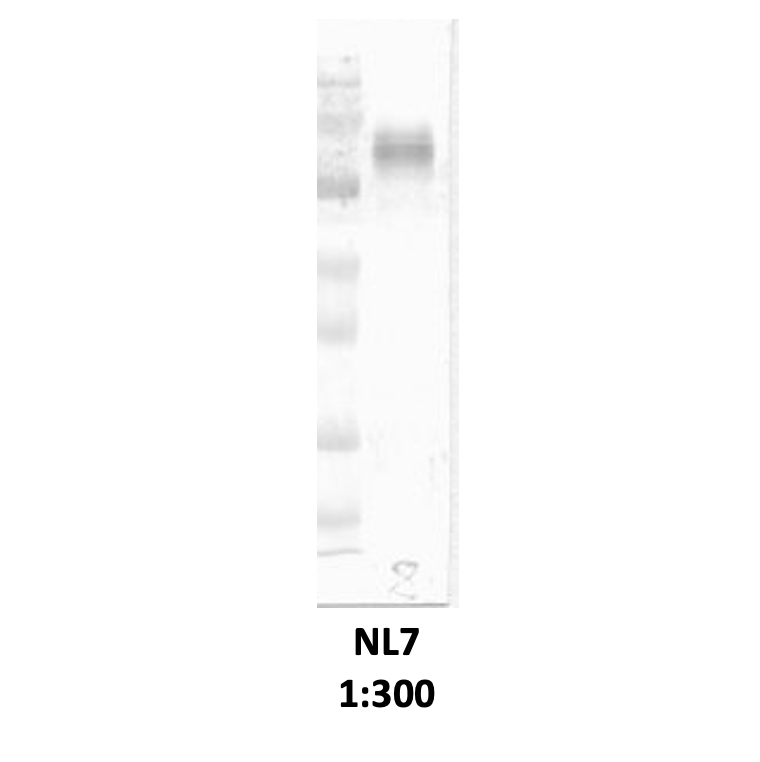 NOX2 Monoclonal Antibody [NL7]: WB