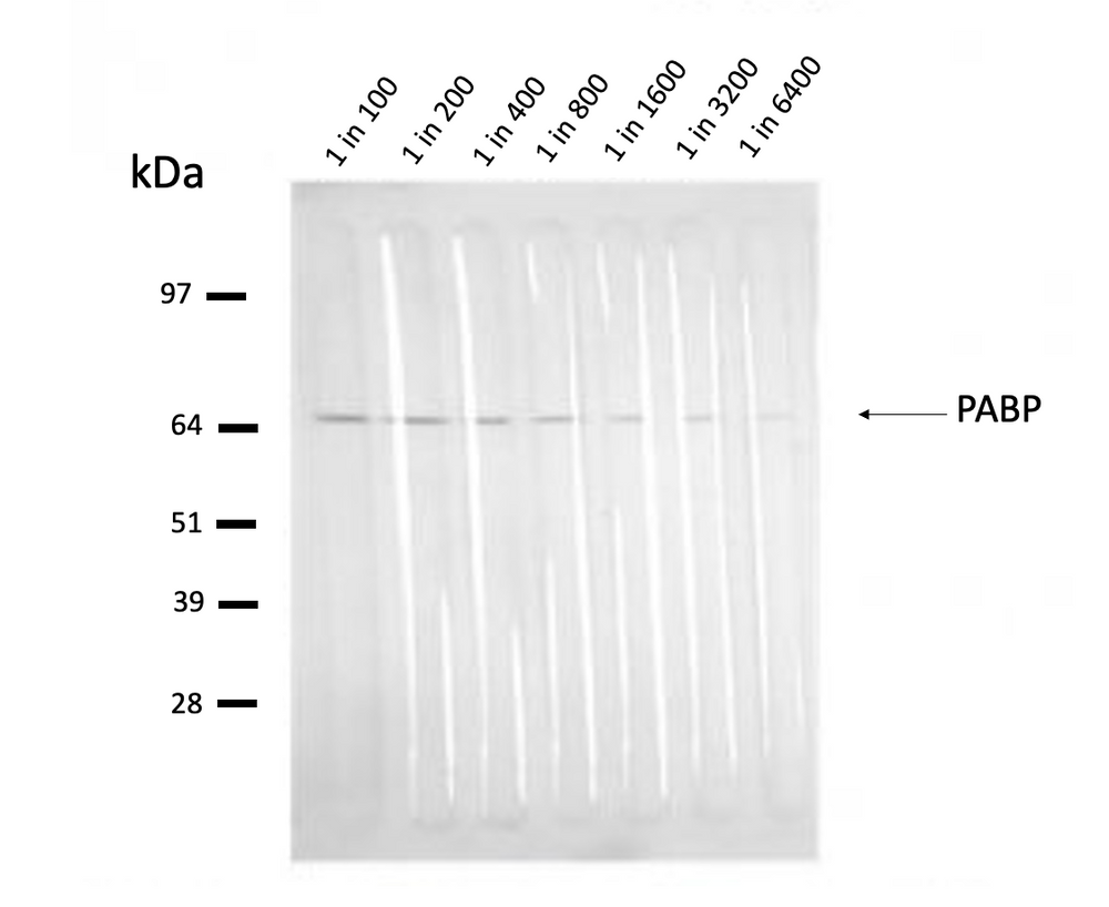 HeLa lysate run on 4-12% Bis-Tris 2D gel in 1 x MOPS running buffer. Transfer to 0.45µm nitrocellulose. Membrane probed with 10E10 (anti-PABP). Anti-mouse IgG (whole molecule)-AP conjugate (1 in 2,000). Detection with BCIP/NBT substrate.