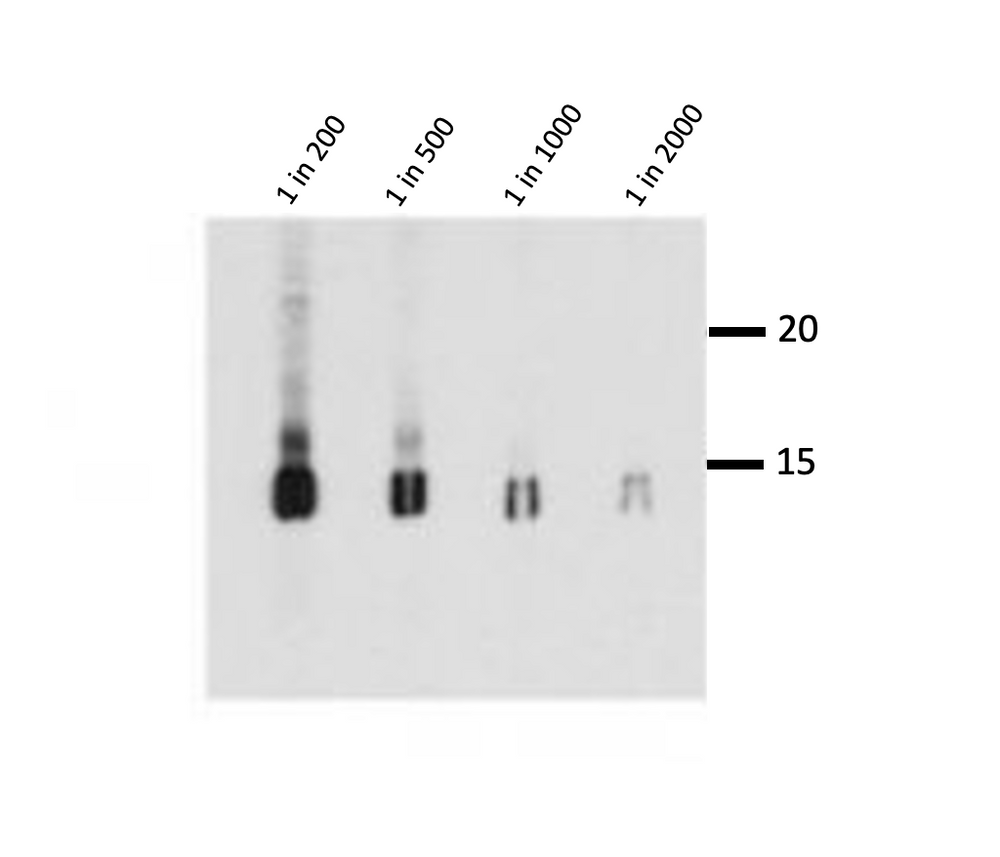 HeLa histones were separated by 15% SDS-PAGE and blotted onto a nitrocellulose membrane. The membrane was blocked in 3% NFDM in PBS-T for 1h at RT and incubated at 4°C o/n with anti-H3, clone 1B1-B2 antibody from ImmuQuest at indicates dilutions. Shown is a 90-second exposure. 