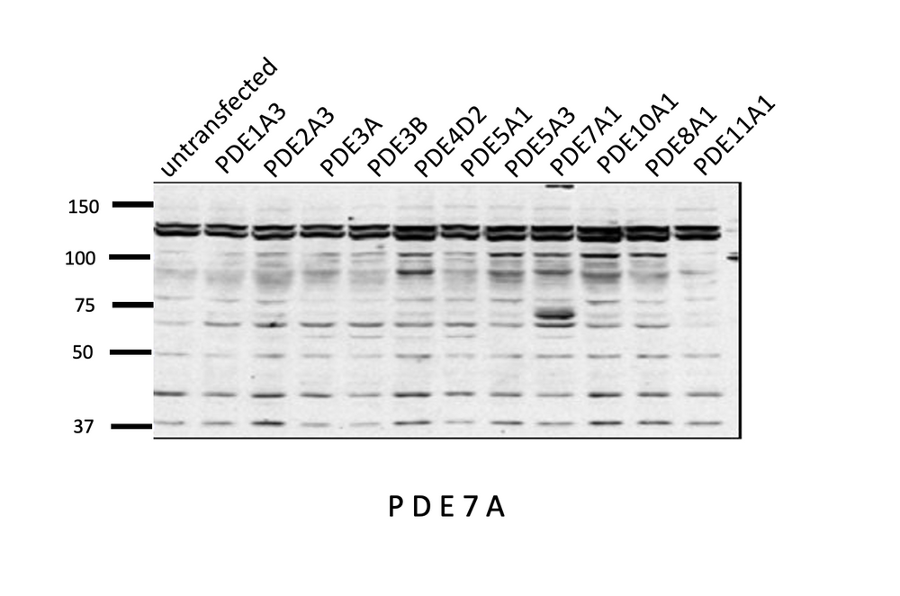 PDE7A Antibody: WB