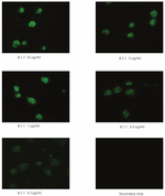 8.1.1 hamster (anti-podoplanin/anti/T1alpha) produced by ImmuQuest. Frozen sections (7.5 micron) of murine kidney incubated with 8.1.1 antibody at indicated concentrations and detected with goat anti-hamster IgG-alexa 488 (Molecular Probes). Secondary used at 1:1000 dilution. Exposure time for all images 500 ms. 