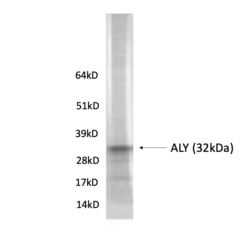 Western blot using ALY Antibody (IQ221) and Hela cell lysate