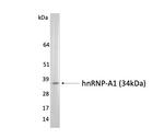 hnRNP A1 Monoclonal Antibody [4B10]: WB