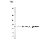 Western blot - Anti hnRNP A1 Antibody [9H10]