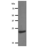 Immunoblot - Y14 Antibody [4C4] on Hela cells