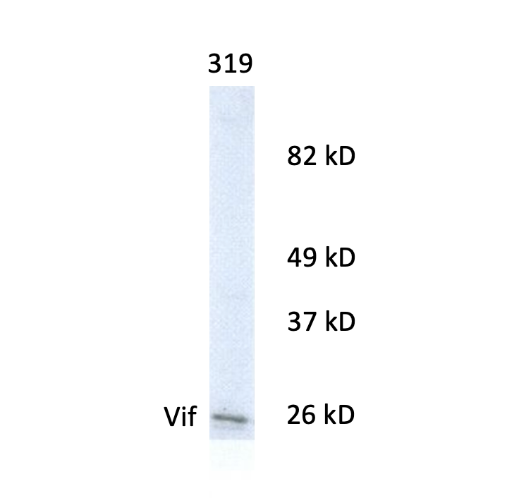 Western blot using HIV1 Vif Antibody (IQ368)