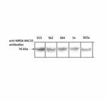 Western blot using antibody IQ377 (clone AC10) on 5 different MRSA strains.    Staph. Aureus cells were boiled for 5 minutes, and then loaded onto 12% SDS-PAGE gels.  Following SDS=-PAGE separation, proteins were blotted on to nitrocellulose membrane, before being incubated with antibody at 1/1,000 overnight.  Bound antibody was detected with HRP-conjugated anti-mouse IgG. Clone AC10 binds to a protein of 76kD, consistent with the expected size of PBP2a.
