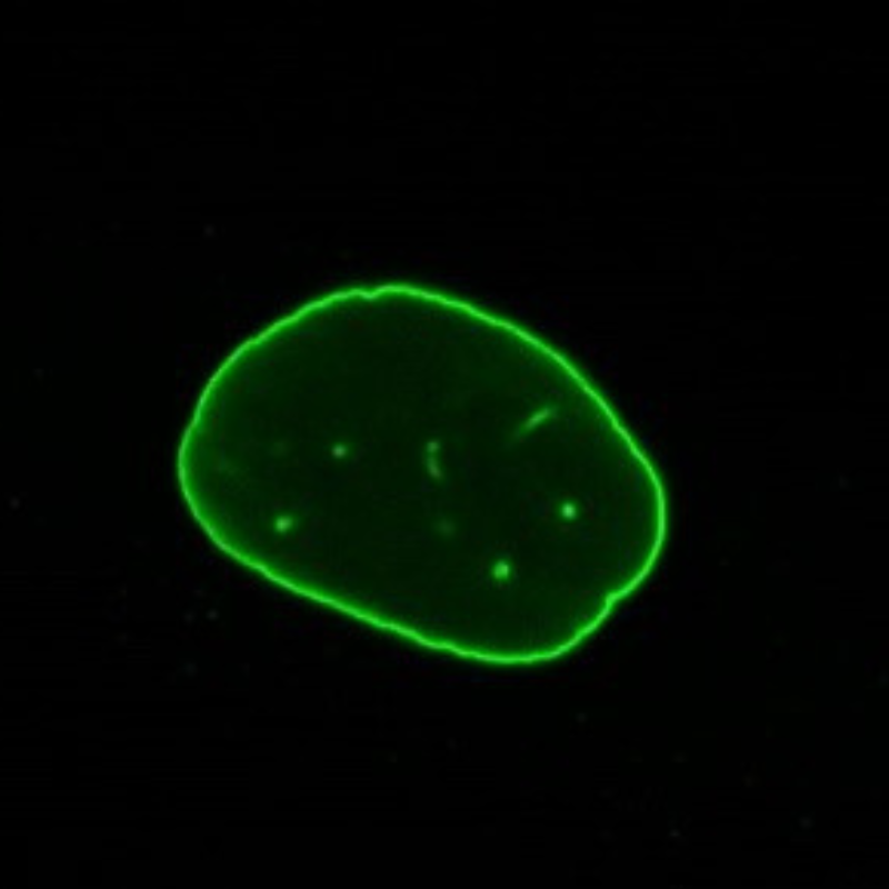 Immunofluorescence staining of normal human dermal fibroblasts using IQ177 at 1/50. Cells were fixed in 4%formaldehyde for 15mins, and permeabilized with 0.1% triton X-100.