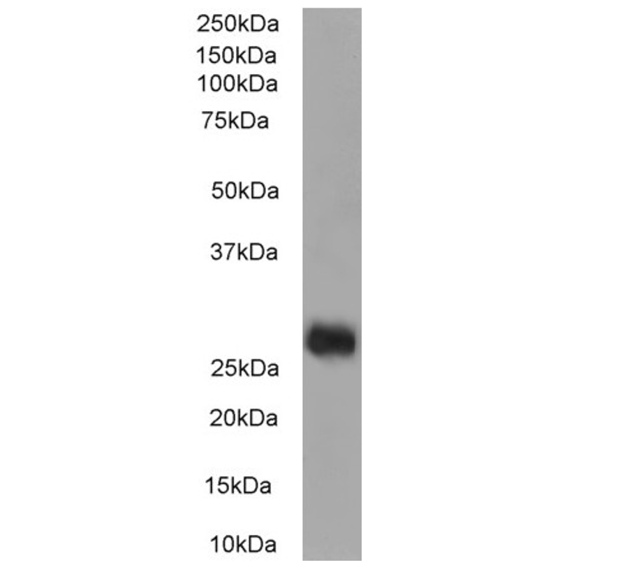 Western Blot of clone F15-42-1-5 anti-human CD90 (2µg/ml) with cell lysate of human liver (35µg protein). Expected MW 25-35kD, observed band at 28kD. Primary incubation was 1 hour. Detected by chemiluminescence.